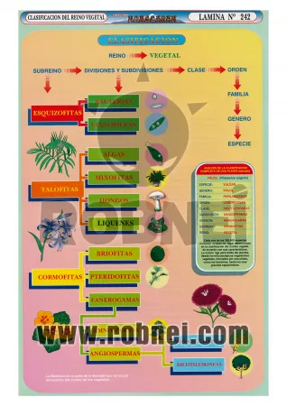 Clasificacion Del Reino Vegetal